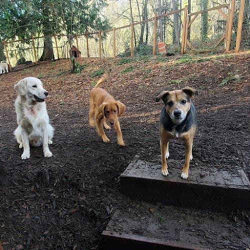 Pet boarding service FarmView Dog Boarding Kirkland