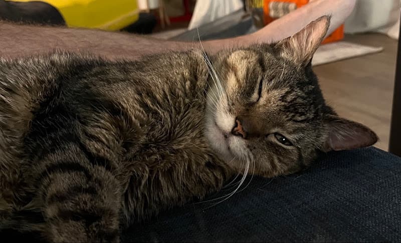 Pet boarding service Feline Hyperthyroid Treatment Tacoma