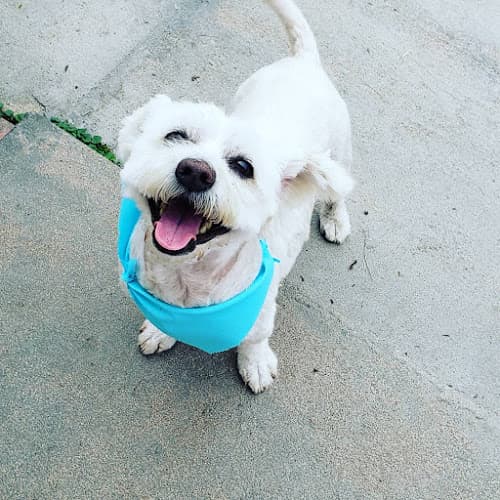 Pet boarding service Fernando's Furry Friends Oxnard