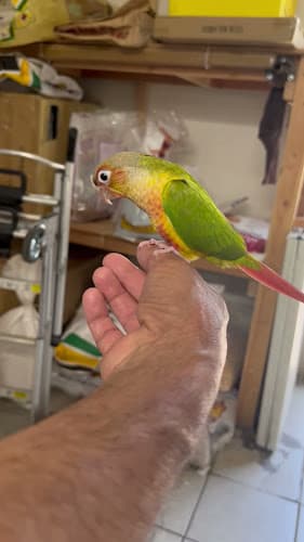 Pet boarding service Figueroa Pets Supplies Santa Ana