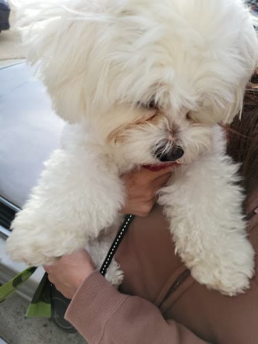 Pet boarding service Finest City Pet Sitting (and Nikole's Pet Sitting) San Diego