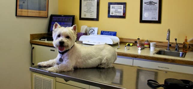 Pet boarding service Finn Hill Animal Hospital Kirkland