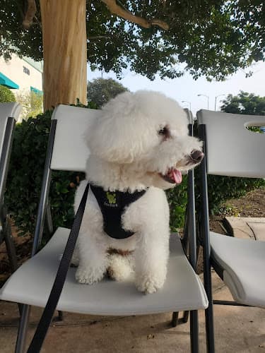 Pet boarding service Firestone Animal Hospital Downey