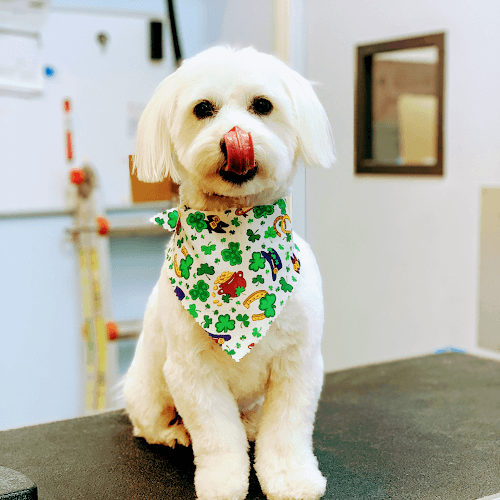 Pet boarding service Fluffy Puppy Pasadena