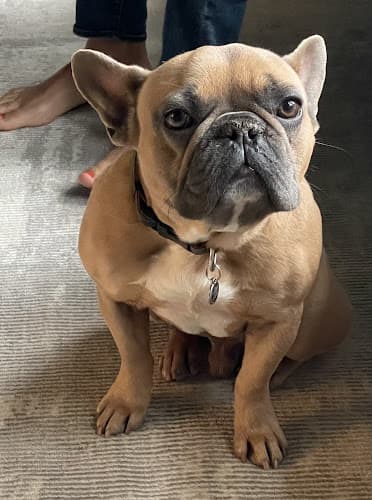 Pet boarding service For Paws Salon Santa Barbara