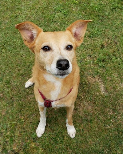 Pet boarding service Forever Pet Dental Vancouver