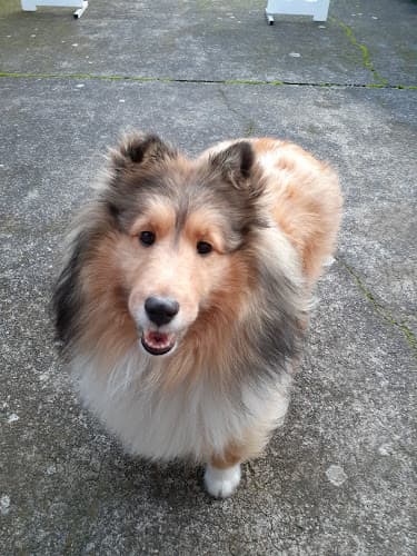 Pet boarding service Four Corners Veterinary Clinic Eugene