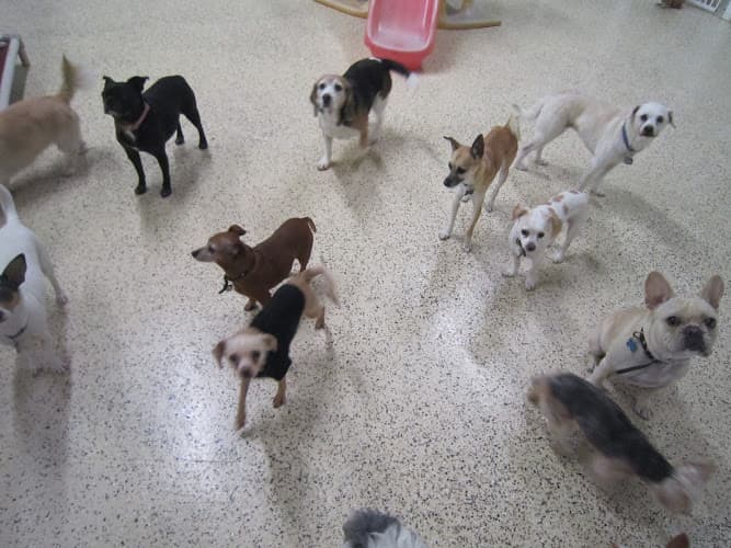 Pet boarding service Four Paws Day Care Los Angeles