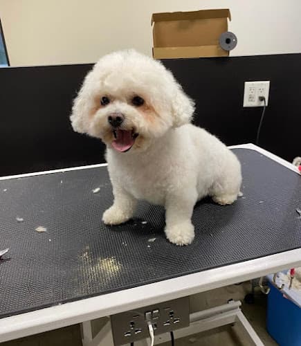 Pet boarding service Fresh Coats Luxury Pet Grooming Clovis