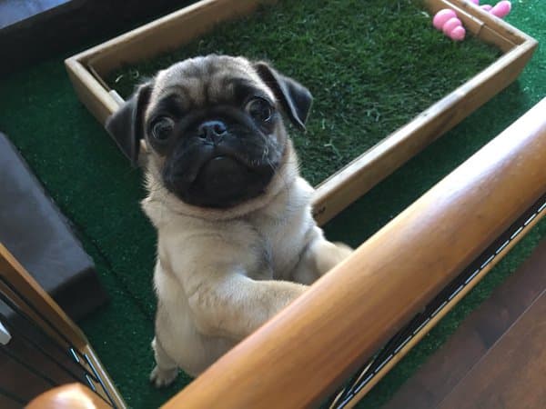 Pet boarding service Fresh Patch Oxnard