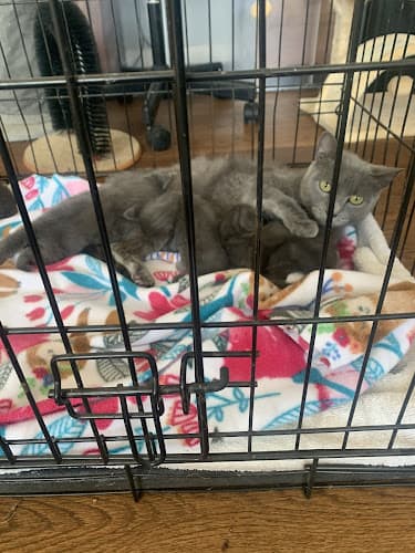 Pet boarding service Friends United in Rescue, Inc. Chico