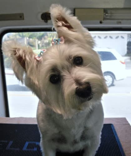 Pet boarding service Fritzy's Pet Care Pros Fullerton