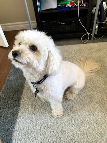 Pet boarding service Fritzy's Pet Care Pros Irvine