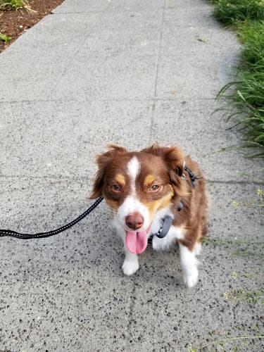 Pet boarding service Furlove Pet and Home Care Inc Seattle