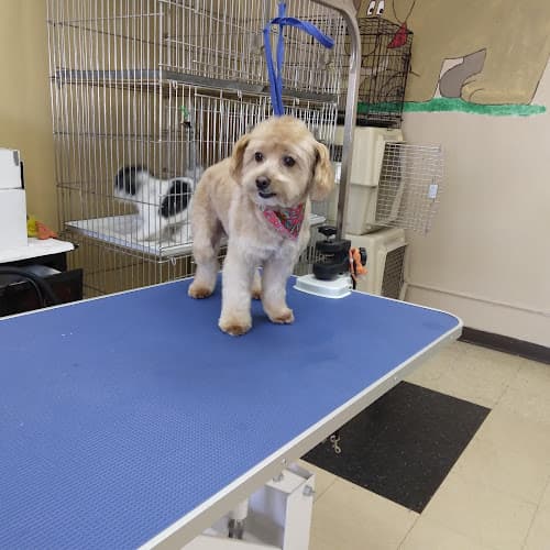 Pet boarding service Furr Paradise Santa Ana,LLC Santa Ana