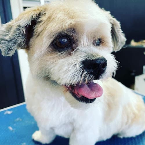 Pet boarding service Gateway Pet Grooming Mission Viejo