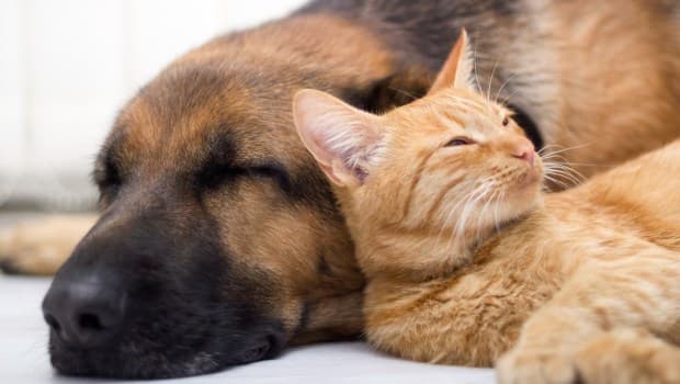 Pet boarding service Get Well Pets Seattle
