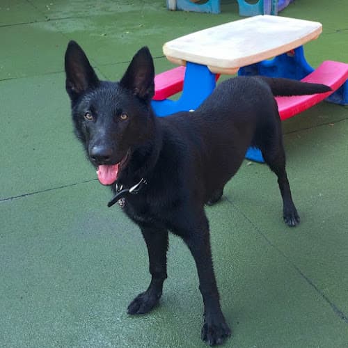 Pet boarding service Go Dog LA Los Angeles