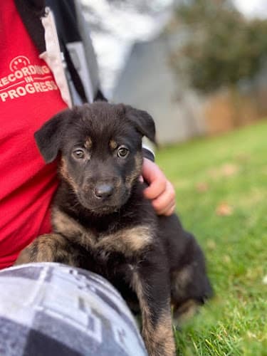 Pet boarding service Good Neighbor Vet Eugene