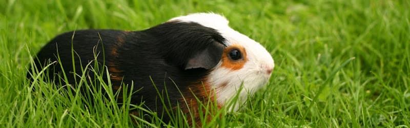 Pet boarding service Great Northern Cage Co. Spokane