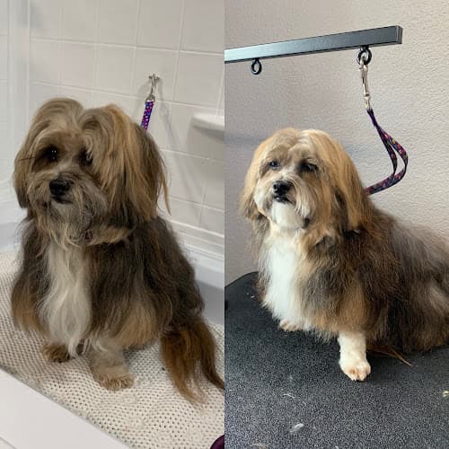 Pet boarding service Grooming By Sara Spokane Valley