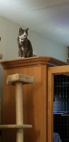 Pet boarding service Happy Cats Hotel Salem