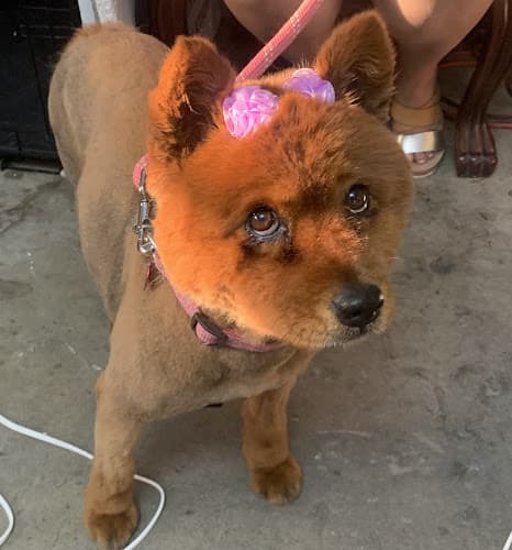 Pet boarding service Happy Puppy Grooming Moreno Valley