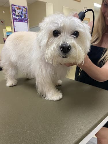 Pet boarding service Happydog Pet Salon & Boutique Huntington Beach