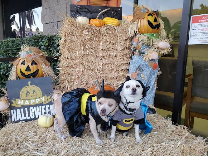 Pet boarding service Harbor Animal Hospital Torrance