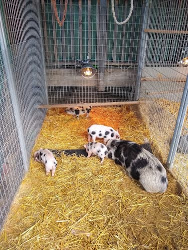 Pet boarding service Hawthorne Country Store Escondido Escondido