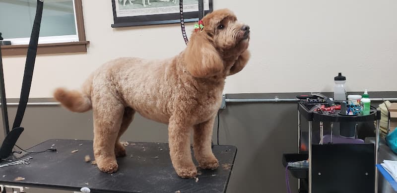 Pet boarding service Healthy Hound Seattle