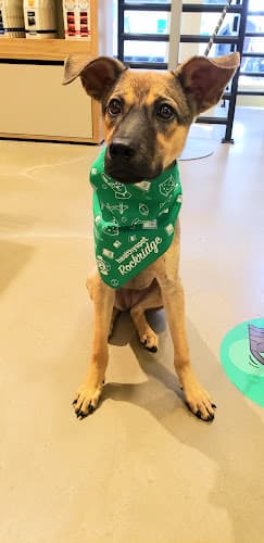 Pet boarding service Healthy Spot Berkeley