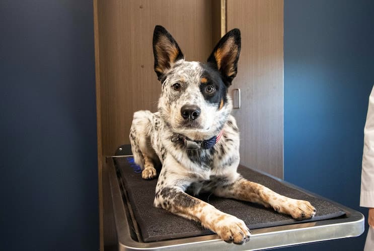 Pet boarding service Hearthwood Veterinary Hospital Vancouver