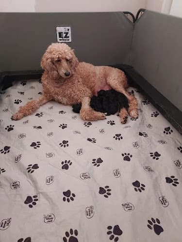 Pet boarding service Heavenly poodle and doodle Lancaster