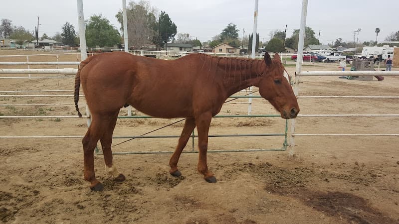 Pet boarding service Hickarosa Stables Bakersfield