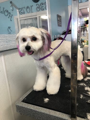 Pet boarding service Hollywood Dog Spa Westminster