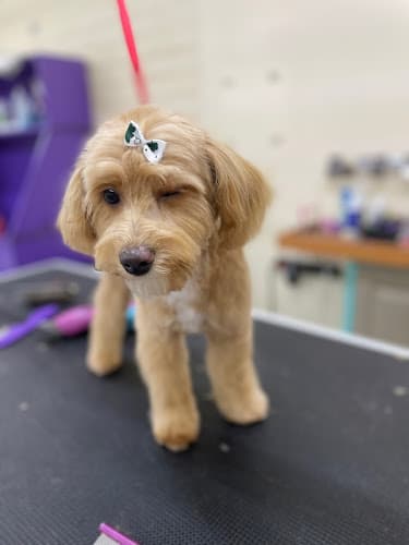 Pet boarding service Holy Shihtzu Bellingham