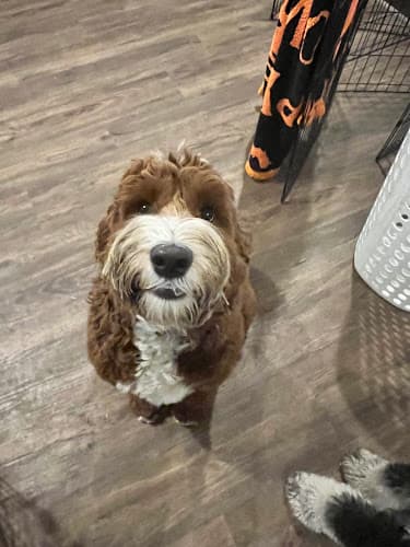 Pet boarding service Home & Away Pet Care Kirkland