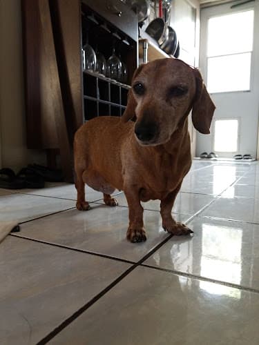 Pet boarding service Home Vet House Call Services Rancho Cucamonga