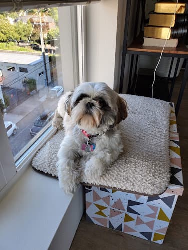 Pet boarding service Honey Dog Salon Portland