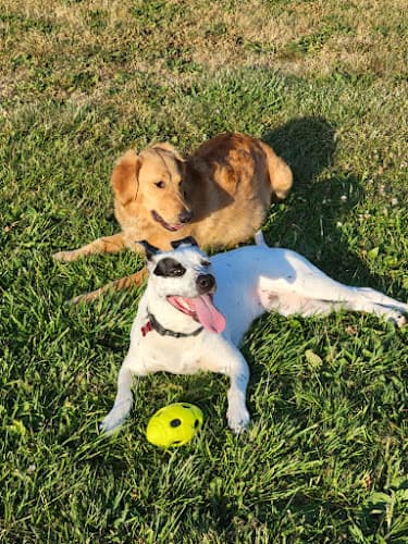 Pet boarding service I'm With Fur Sacramento