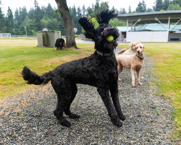 Pet boarding service Immediate Relief Pet Services Kirkland