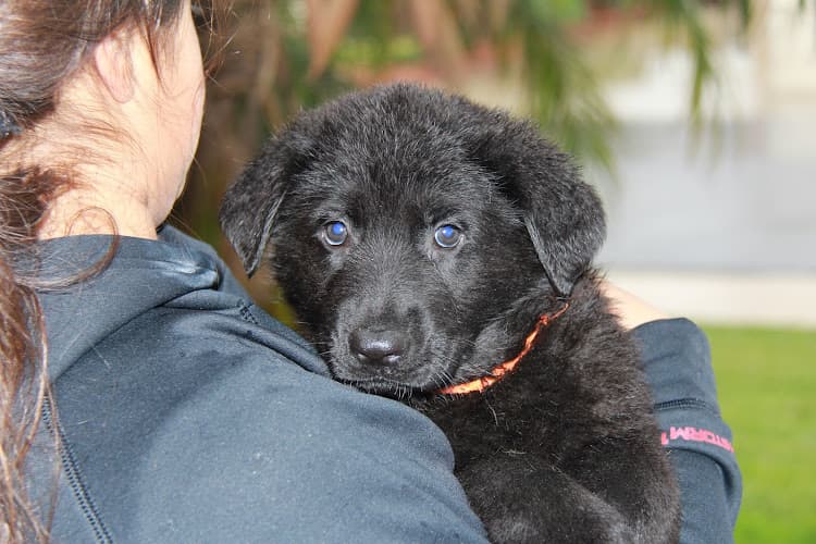 Pet boarding service Inland German Shepherds Corona