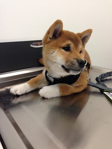Pet boarding service Irvine Great Park Animal Hospital Irvine