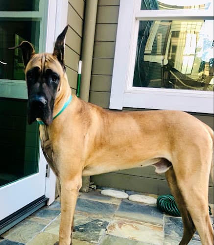 Pet boarding service Irving Pet Hospital San Francisco