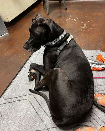 Pet boarding service Irvington Veterinary Clinic Portland