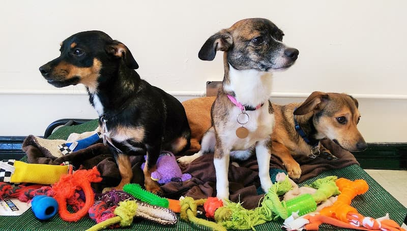 Pet boarding service Je t'adore Pet Salon Glendale