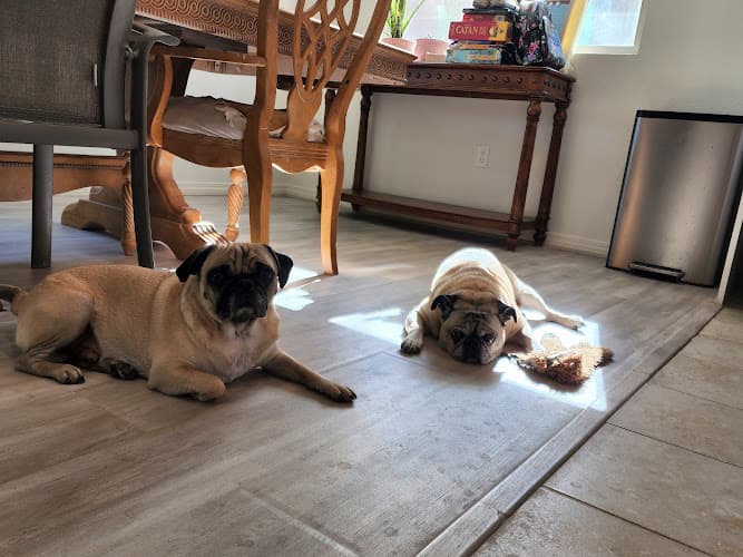 Pet boarding service Jeff Campbell Pet Grooming Bakersfield