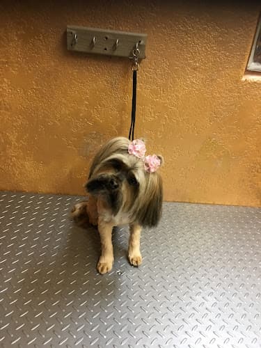 Pet boarding service Jessica's Puppy Parlor Redding