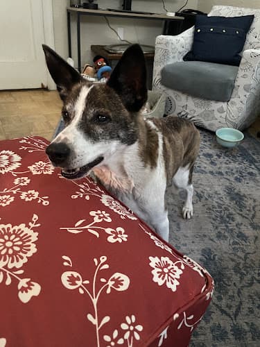 Pet boarding service Just Food For Dogs Seattle